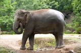 The Asian or Asiatic Elephant (Elephas maximus) is the only living species of the genus Elephas and is distributed throughout the Subcontinent and Southeast Asia from India in the west to Borneo in the east. Asian elephants are the largest living land animal in Asia. There are around 2,600 elephants living in Thailand, with the majority being domesticated.