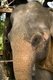 Thailand: Elephant, Pattaya Elephant Village, Chonburi Province