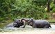 Thailand: Elephants wrestle at Khao Khieo Zoo, Chonburi Province