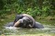 Thailand: Elephants wrestle at Khao Khieo Zoo, Chonburi Province