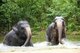 Thailand: Elephants at Khao Khieo Zoo, Chonburi Province