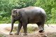 Thailand: Elephant at Khao Khieo Zoo, Chonburi Province