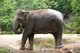 Thailand: Elephant at Khao Khieo Zoo, Chonburi Province