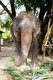 Thailand: Elephant, Pattaya Elephant Village, Chonburi Province