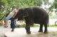 Thailand: Elephant and tourist at the Million Years Stone Park and Crocodile Farm, Pattaya, Chonburi Province